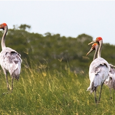 Grus rubicunda (Brolga) at Slade Point, QLD - 27 Feb 2023 by Petesteamer