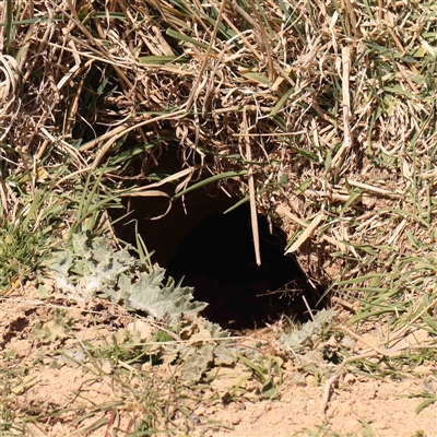 Oryctolagus cuniculus (European Rabbit) at Nicholls, ACT - 16 Sep 2024 by ConBoekel