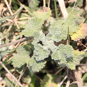 Marrubium vulgare at Nicholls, ACT - 16 Sep 2024