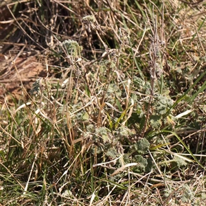 Marrubium vulgare at Nicholls, ACT - 16 Sep 2024 11:32 AM