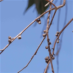 Eucalyptus bridgesiana (Apple Box) at Nicholls, ACT - 16 Sep 2024 by ConBoekel