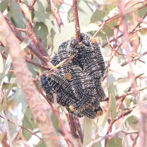 Perga sp. (genus) at Nicholls, ACT - 16 Sep 2024 11:38 AM