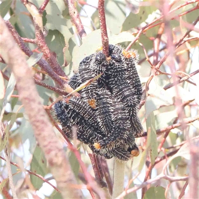Perginae sp. (subfamily) (Unidentified pergine sawfly) at Nicholls, ACT - 16 Sep 2024 by ConBoekel