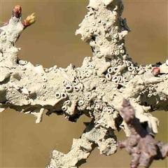 Flavoparmelia sp. (Flavoparmelia Lichen) at Nicholls, ACT - 16 Sep 2024 by ConBoekel