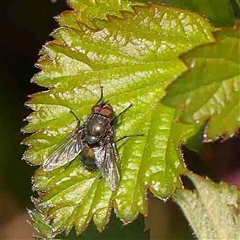 Calliphoridae (family) (Unidentified blowfly) at Nicholls, ACT - 16 Sep 2024 by ConBoekel