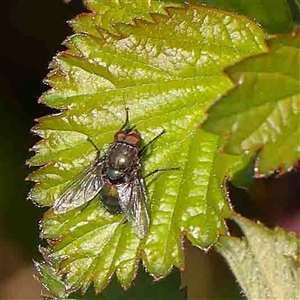 Calliphoridae (family) at Nicholls, ACT - 16 Sep 2024