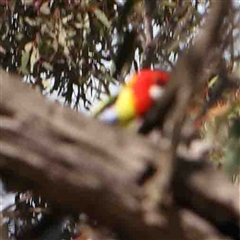 Platycercus eximius (Eastern Rosella) at Nicholls, ACT - 16 Sep 2024 by ConBoekel