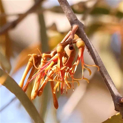 Amyema miquelii (Box Mistletoe) at Nicholls, ACT - 16 Sep 2024 by ConBoekel