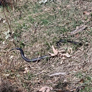 Pseudechis porphyriacus at Greenway, ACT - 7 Sep 2024 12:15 PM