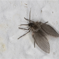 Psychodidae sp. (family) (Moth Fly, Drain Fly) at Melba, ACT - 16 Sep 2024 by kasiaaus