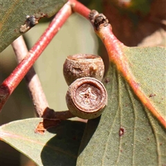 Eucalyptus melliodora (Yellow Box) at Nicholls, ACT - 16 Sep 2024 by ConBoekel