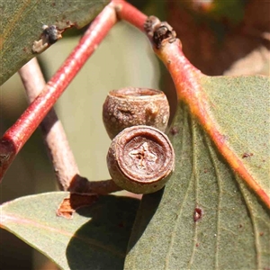 Eucalyptus melliodora at Nicholls, ACT - 16 Sep 2024 11:46 AM