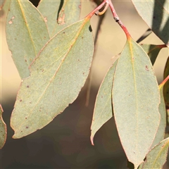 Eucalyptus melliodora at Nicholls, ACT - 16 Sep 2024