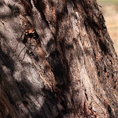 Eucalyptus melliodora at Nicholls, ACT - 16 Sep 2024