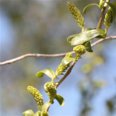 Salix matsudana (Tortured Willow) at Nicholls, ACT - 16 Sep 2024 by ConBoekel