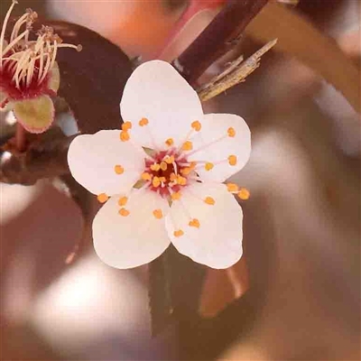 Prunus cerasifera (Cherry Plum) at Nicholls, ACT - 16 Sep 2024 by ConBoekel