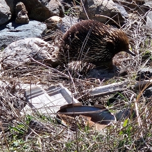 Tachyglossus aculeatus at Tharwa, ACT - 9 Sep 2024 12:08 PM