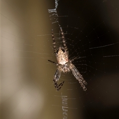 Araneus dimidiatus (Half Orb-weaver) at Melba, ACT - 17 Sep 2024 by kasiaaus