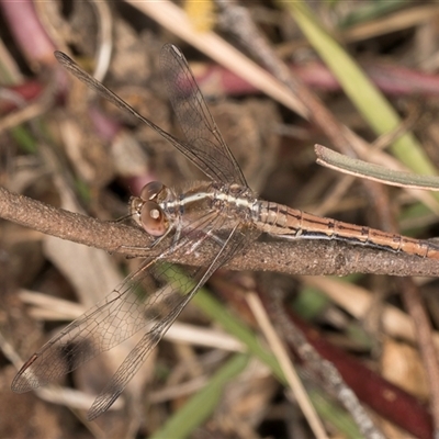 Diplacodes bipunctata (Wandering Percher) at Flynn, ACT - 17 Sep 2024 by kasiaaus