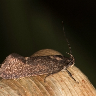 Leistomorpha brontoscopa (A concealer moth) at Melba, ACT - 17 Sep 2024 by kasiaaus