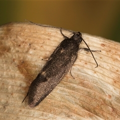 Leistomorpha brontoscopa at Melba, ACT - 17 Sep 2024 12:46 PM