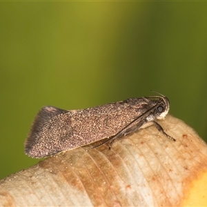 Leistomorpha brontoscopa at Melba, ACT - 17 Sep 2024 12:46 PM