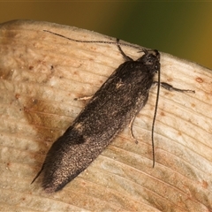 Leistomorpha brontoscopa at Melba, ACT - 17 Sep 2024 12:46 PM