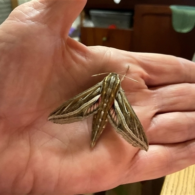 Hippotion celerio (Vine Hawk Moth) at Wungong, WA - 6 Aug 2024 by Likaba