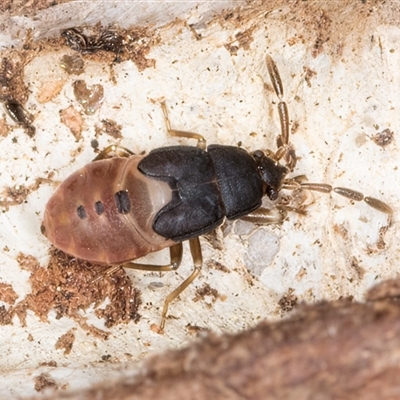 Rhyparochromidae (family) (Seed bug) at Melba, ACT - 17 Sep 2024 by kasiaaus