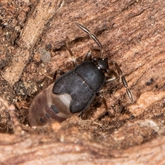 Rhyparochromidae (family) at Melba, ACT - 17 Sep 2024 12:59 PM