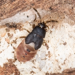 Rhyparochromidae (family) at Melba, ACT - 17 Sep 2024 12:59 PM