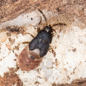 Rhyparochromidae (family) at Melba, ACT - 17 Sep 2024 12:59 PM