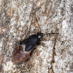 Rhyparochromidae (family) at Melba, ACT - 17 Sep 2024 12:59 PM