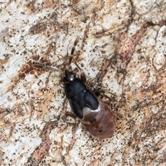 Rhyparochromidae (family) at Melba, ACT - 17 Sep 2024 12:59 PM