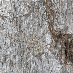 Tamopsis eucalypti (A two-tailed spider) at Melba, ACT - 17 Sep 2024 by kasiaaus