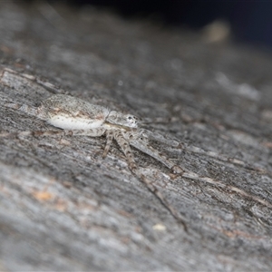 Tamopsis eucalypti at Melba, ACT - 17 Sep 2024