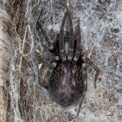 Badumna sp. (genus) (Lattice-web spider) at Melba, ACT - 17 Sep 2024 by kasiaaus