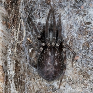 Badumna (genus) at Melba, ACT - 17 Sep 2024 01:02 PM