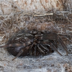 Badumna sp. (genus) at Melba, ACT - 17 Sep 2024 01:02 PM