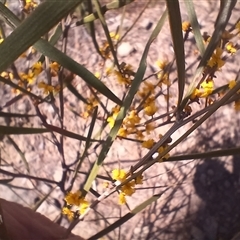 Acacia dawsonii (Dawson's Wattle) at Cooma, NSW - 18 Sep 2024 by mahargiani