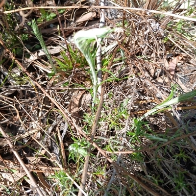 Chrysocephalum semipapposum (Clustered Everlasting) at Cooma, NSW - 18 Sep 2024 by mahargiani