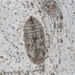 Ledromorpha planirostris (A leafhopper) at Melba, ACT - 17 Sep 2024 by kasiaaus