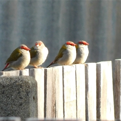 Neochmia temporalis (Red-browed Finch) at Symonston, ACT - 18 Sep 2024 by CallumBraeRuralProperty