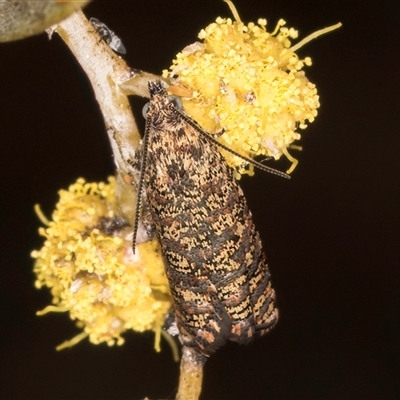 Isochorista panaeolana (A Tortricid moth) at Melba, ACT - 17 Sep 2024 by kasiaaus