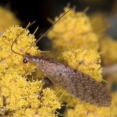 Micromus tasmaniae (Tasmanian Brown Lacewing) at Melba, ACT - 17 Sep 2024 by kasiaaus