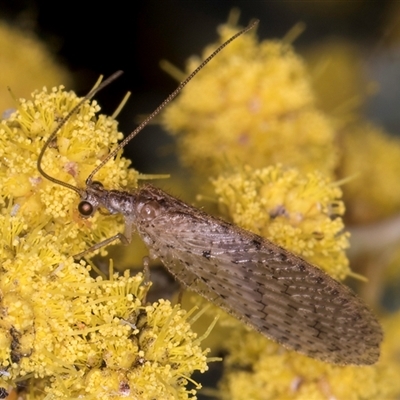 Micromus tasmaniae (Tasmanian Brown Lacewing) at Melba, ACT - 17 Sep 2024 by kasiaaus