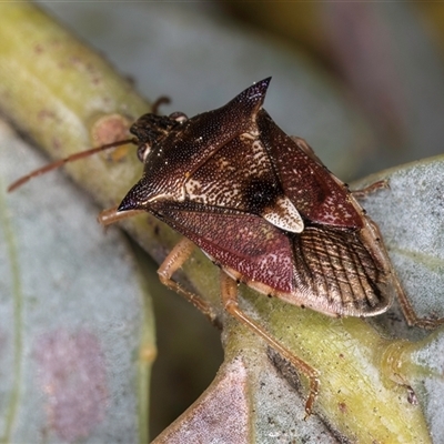 Oechalia schellenbergii (Spined Predatory Shield Bug) at Melba, ACT - 17 Sep 2024 by kasiaaus