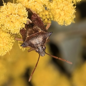 Oechalia schellenbergii at Melba, ACT - 17 Sep 2024 01:27 PM