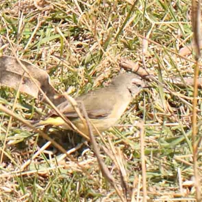 Acanthiza chrysorrhoa (Yellow-rumped Thornbill) at Nicholls, ACT - 16 Sep 2024 by ConBoekel