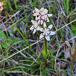 Wurmbea dioica subsp. dioica at Hawker, ACT - 7 Sep 2024